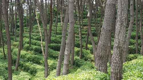 익산 치유의 숲(사진: 익산시).