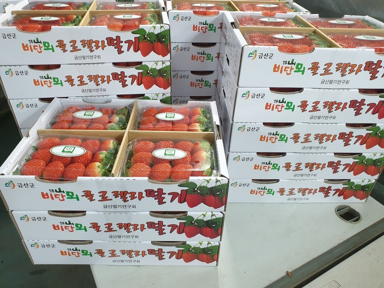 금산군 클로렐라 딸기. 클로렐라는 단백질 등 영양분이 풍부한 플랑크톤의 일종이다(사진: 금산군).