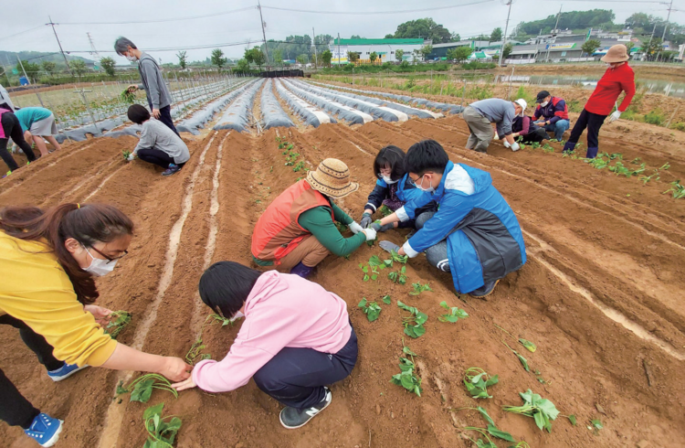 마을 텃밭을 운영하는 모습(사진출처: 진여울영농조합법인) 