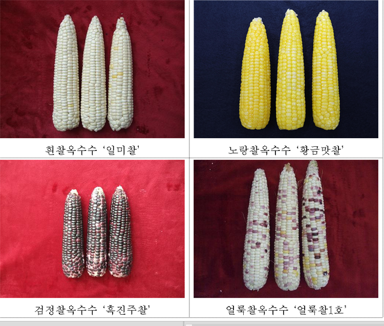 사진출처_ 농촌진흥청 
