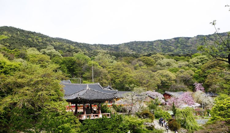 서산 개심사_충남도 제공 