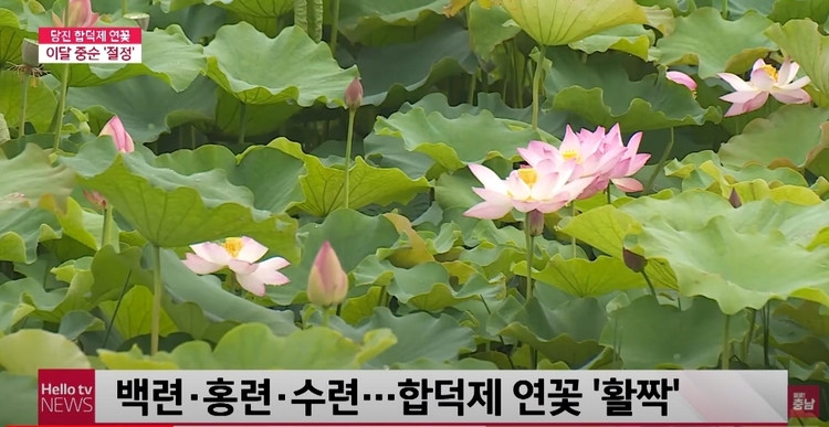 연꽃이 활짝 핀 합덕제(헬로 충남 유튜브 영상 화면 캡처)