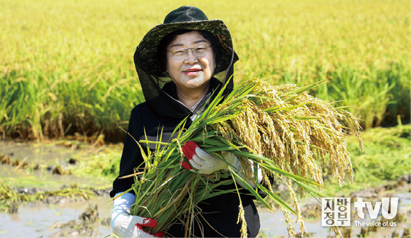 벼 수확하고 있는 김경희 시장_이천시 제공 