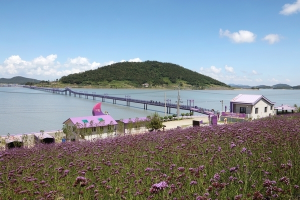신안군 안좌면 퍼플섬. 유엔세계최우수 관광마을로 선정돼 인기가 폭발적이다. 사진 : 신안군청 