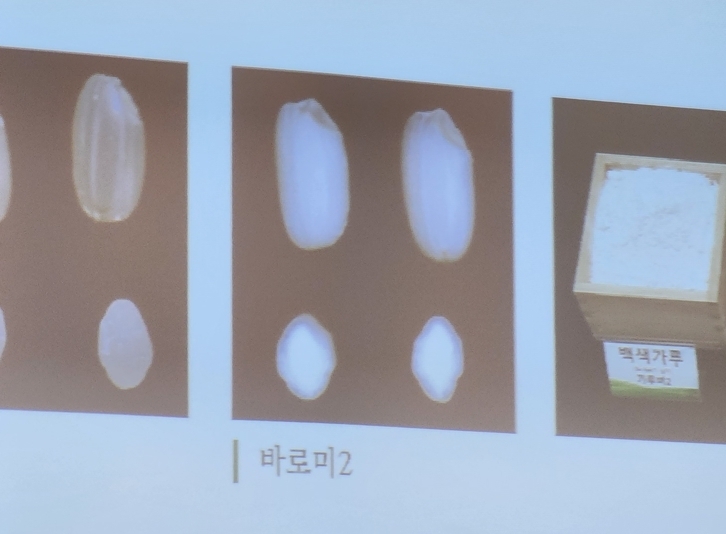 바로미2는 빵·면 등을 만드는 가공용 쌀로 전분 구조가 성글어 물에 불릴 필요 없이 바로 가루를 낼 수 있다. 일반 밥쌀용 벼보다 수발아*가 잘되며 높은 온도에서 이삭이 잘 여물지 않는 특성이 있으나, 모내기를 6월 하순에서 7월 초순 사이로 늦추면 이러한 점을 보완할 수 있다. 또한 재배 기간이 짧아서 밀과 이모작 재배에도 적합하다. *수발아: 벼가 쓰러지거나 젖은 상태가 계속되어 이삭에서 싹이 트는 것(내용_농촌진흥청)