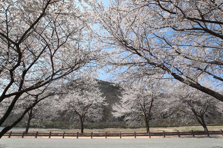 무주읍 서면 마을 벚꽃길 사진= 무주군 제공 