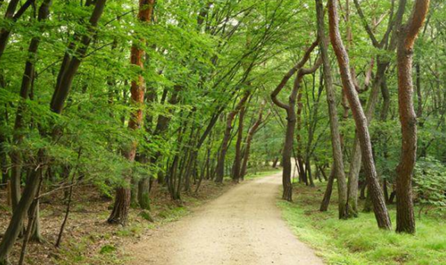 들꽃과 수변식물을 식재하여 새롭게 재조성한 동구릉 산책로(사진=문화재청 궁능유적본부)