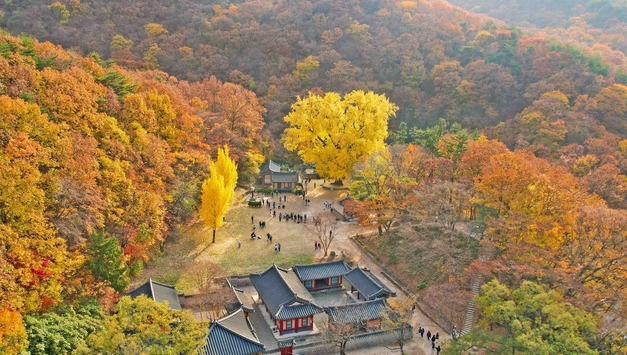 [기획특집] 황금의 나라 경주, 천년의 가을빛으로 물들다