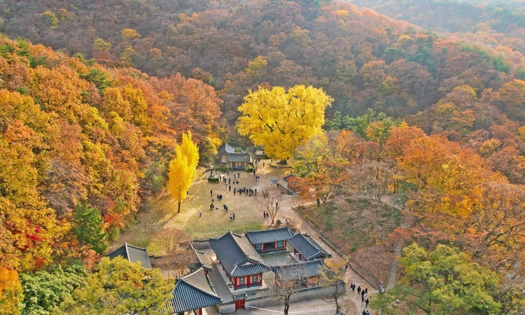 [기획특집] 황금의 나라 경주, 천년의 가을빛으로 물들다