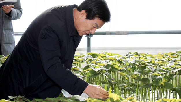 “깻잎 우습게 보지마라”...금산군 작년 매출 764억