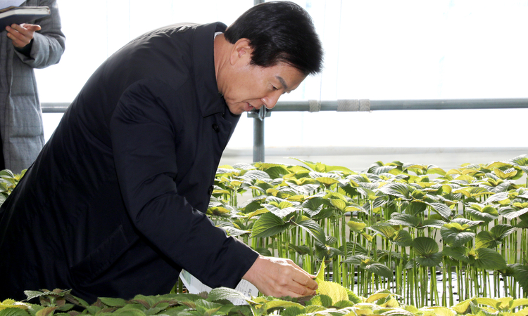 “깻잎 우습게 보지마라”...금산군 작년 매출 764억